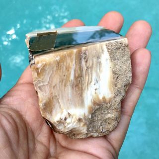 Petrified Ginko Wood Cut Polished Agatized Limb Casting Mineral 3” Long Fossil 3