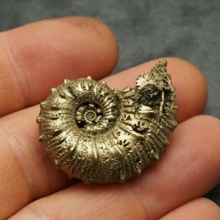 36mm Kosmoceras Pyrite Ammonite Fossils Fossilien Russia Pendant Gold