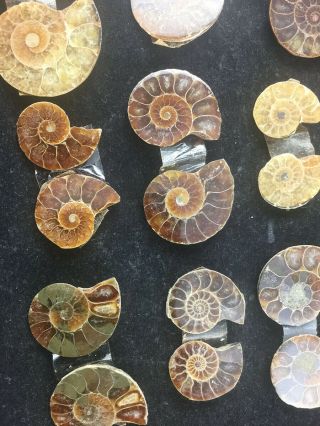 5 Small Split Ammonite,  Natural Fossil Shell From Madagascar (st20)