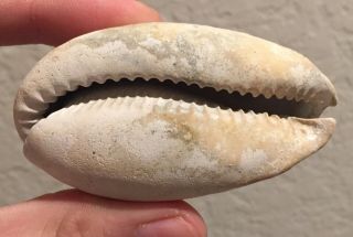 Rare Florida Fossil Bivalve Akleistoma Transitoria Pliocene Fossil Shell