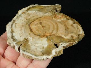 A Polished 225 Million Year Old Petrified Wood Fossil From Madagascar 159gr