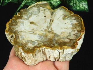 A Cut And Polished Petrified Wood Roller Fossil From Madagascar 419gr