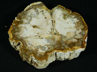 A Cut and Polished Petrified Wood ROLLER Fossil From Madagascar 419gr 2