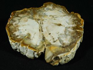 A Cut and Polished Petrified Wood ROLLER Fossil From Madagascar 419gr 3