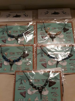 Set Of 5 Megalodon Shark Teeth Necklaces With Postcards