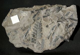 Fossil Plant - Coal Age Rarer Tree Pre Dinosaur Fossil Fern Pecopteris Coenigi
