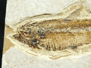 A Small And 100 Natural Knightia Eocaena Fish Fossil From Wyoming 171gr