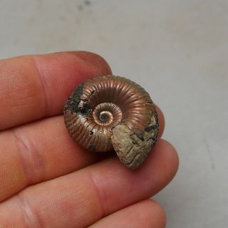 33mm Eboraticeras Pyrite Ammonite Fossils Fossilien Russia pendant 2