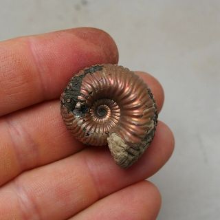 33mm Eboraticeras Pyrite Ammonite Fossils Fossilien Russia pendant 3