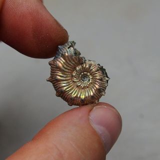 24mm Kosmoceras Pyrite Ammonite Fossils Fossilien Russia pendant 2