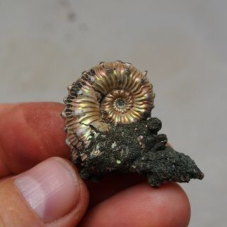 41mm Kosmoceras Pyrite Ammonite Fossils Fossilien Russia Pendant