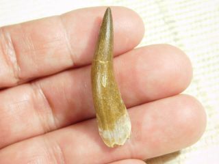 A 100 Natural S.  Maroccanus Spinosaurus Tooth Fossil From Morocco 5.  6gr