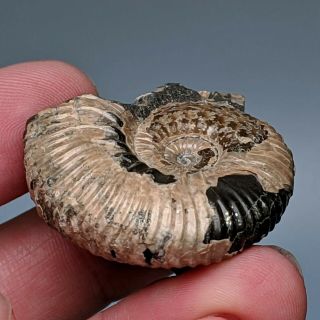 3,  5 cm (1,  4 in) Ammonite Acanthoplites cretaceous aptian Russia fossil ammonit 2