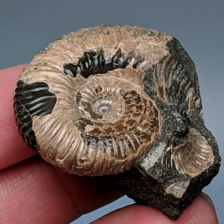 3,  5 cm (1,  4 in) Ammonite Acanthoplites cretaceous aptian Russia fossil ammonit 3