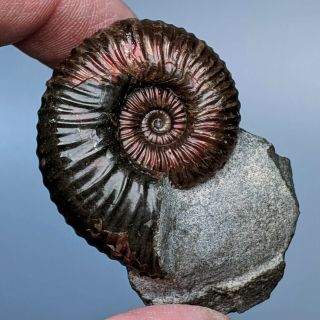 4 Cm (1,  6 In) Ammonite Acanthoplites Cretaceous Aptian Russia Fossil Ammonit