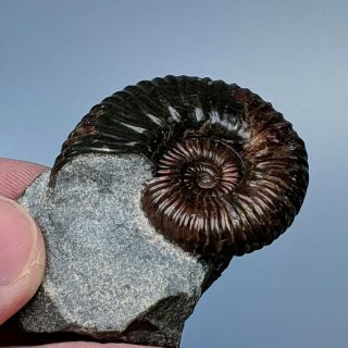 4 cm (1,  6 in) Ammonite Acanthoplites cretaceous aptian Russia fossil ammonit 2