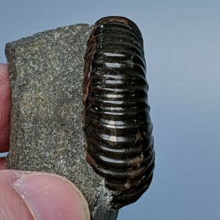 4 cm (1,  6 in) Ammonite Acanthoplites cretaceous aptian Russia fossil ammonit 3