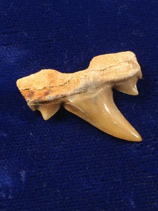 Cretalamna Appendiculata Fossil Shark Tooth Morocco