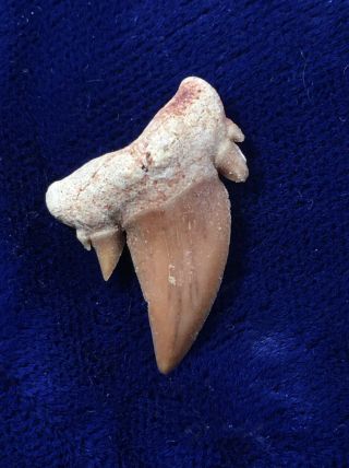 Small Serratolamna Aschersoni Fossil Shark Tooth Morocco