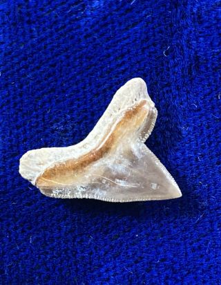 Top Quality Squalicorax Hartwelli Fossil Cretaceous Crow Shark Tooth Texas