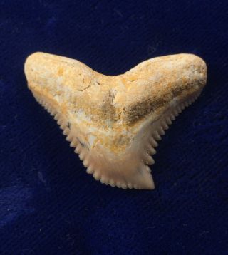 Large Dakhla Galeocerdo Eaglesomi Fossil Eocene Tiger Shark Tooth