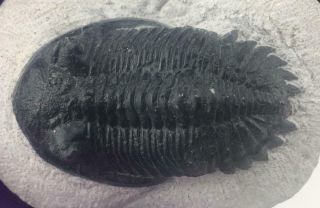Hollardops Trilobite Fossil From Morocco - Eye Lens,
