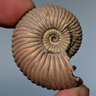 3,  5 Cm (1,  4 In) Ammonite Quenstedtoceras Pyrite Jurassic Russia Fossil Ammonit