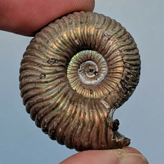 3,  1 cm (1,  2 in) Ammonite Eboraciceras pyrite jurassic Russia fossil ammonit 2