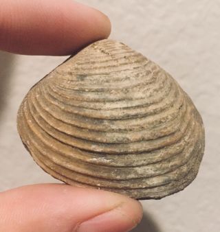 Rare Argentina Fossil Bivalve Eriphyla Cretaceous Dinosaur Age Fossil Shell Clam