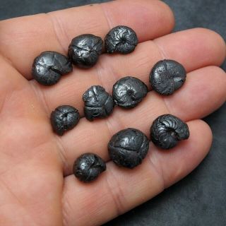 10x Goniatite 12 - 14mm Hematite Devonian Mineral Fossil Ammonite