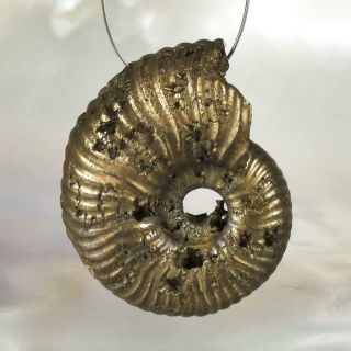 Ammonite Rare Gold Pyrite Fossil Crucilobiceras Uk Focal Bead Pendant 6.  00 G