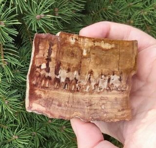 Natural Petrified Wood Fossil Chunk,  Polished,  Lune River,  Tasmania. 2