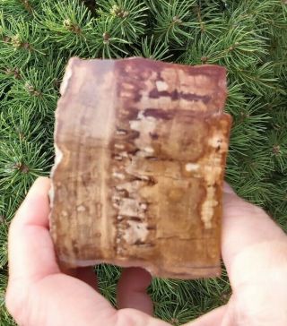 Natural Petrified Wood Fossil Chunk,  Polished,  Lune River,  Tasmania. 3