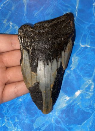 Huge 4.  96” Megalodon Shark Tooth Teeth Big Fossil Meg Scuba Diver Direct 1111