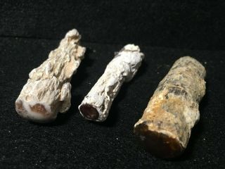 Polished Little Nevada Petrified Wood Limbs From Texas Springs