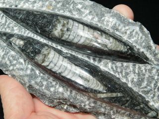 Two Polished 400 Million Year Old Orthoceras Fossils From Morocco 522gr