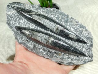 TWO Polished 400 Million Year Old ORTHOCERAS Fossils From Morocco 522gr 3