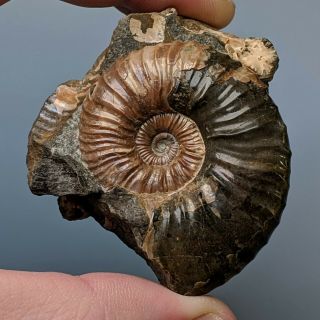 4,  6 Cm (1,  8 In) Ammonite Nodosohoplites Cretaceous Aptian Russia Fossil Ammonit
