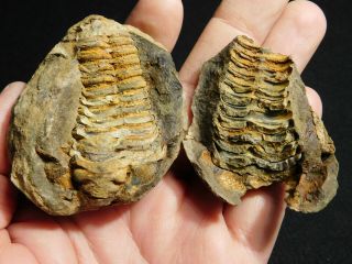 A And 100 Natural Flexicalymene Trilobite Fossil In A Split Nodule 156gr