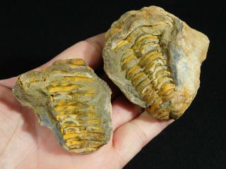 A Big 100 Natural Flexicalymene Trilobite Fossil In A Split Nodule 236gr