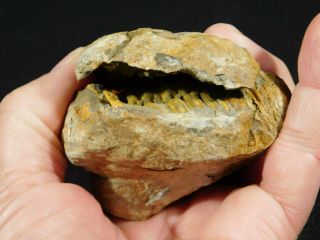 A Big 100 Natural Flexicalymene Trilobite Fossil in a Split NODULE 236gr 3