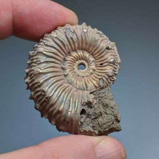4,  4 Cm (1,  7 In) Ammonite Kosmoceras Pyrite Jurassic Russia Fossil Ammonit