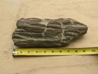 Petrified Wood From The Mississippi Delta 4 Lbs