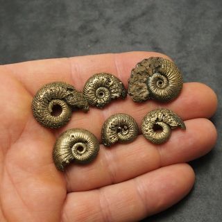6x Quenstedtoceras 18 - 27mm Pyrite Ammonite Fossils Fossilien Russia Golden