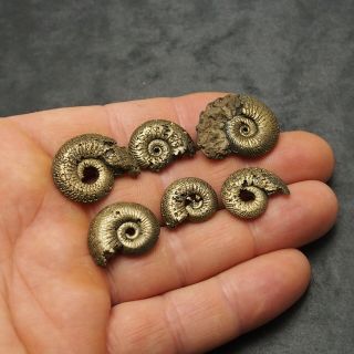 6x Quenstedtoceras 18 - 27mm Pyrite Ammonite Fossils Fossilien Russia Golden 2