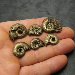 6x Quenstedtoceras 18 - 27mm Pyrite Ammonite Fossils Fossilien Russia Golden 3