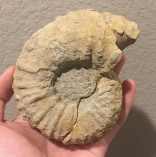 France Fossil Ammonite Calycoceras Bathyomphalum Cretaceous Dinosaur Age