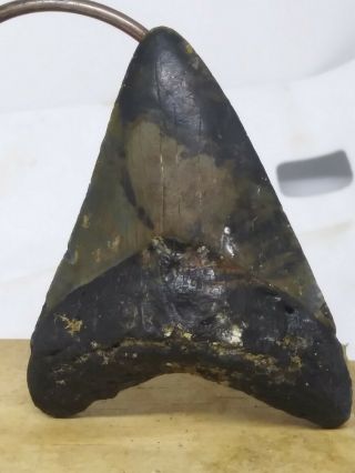 99308.  2.  55 " Megalodon Shark Tooth Fossil 100 Authentic.
