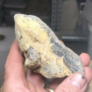 Fossil Mosasaur Vertebra Spine From Cretaceous of Texas (North Sulpher River) 3