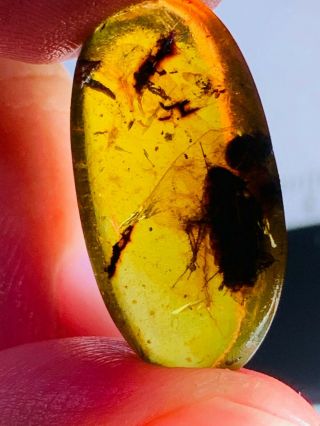 1.  31g big adult roach Burmite Myanmar Burmese Amber insect fossil dinosaur age 3
